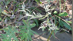 Lithospermum incisum