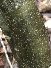 Taphrina robinsoniana