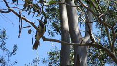 Entomyzon cyanotis