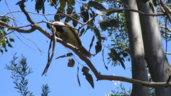 Entomyzon cyanotis