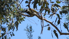 Entomyzon cyanotis