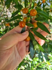 Petalostigma triloculare