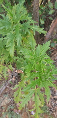 Urtica cannabina