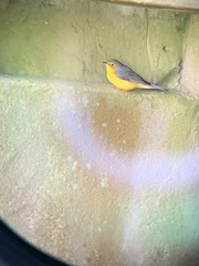 Cardellina canadensis