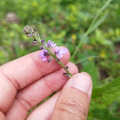 Stachydeae