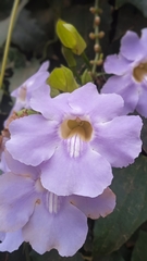 Thunbergia grandiflora