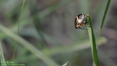 Poecilocoris lewisi