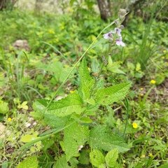 Stachydeae