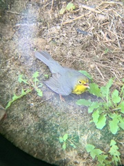 Cardellina canadensis