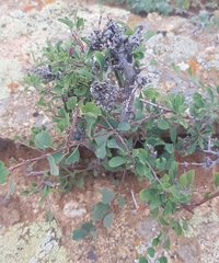 Spiraea aquilegifolia
