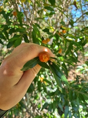 Petalostigma triloculare
