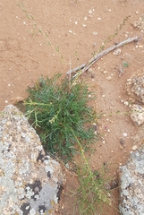 Artemisia commutata