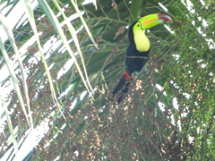 Ramphastos sulfuratus