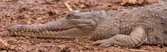 Crocodylus johnstoni