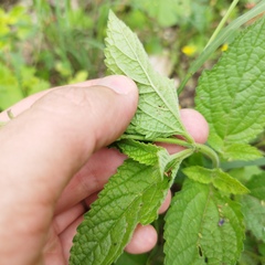 Stachydeae