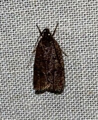 Psilocorsis reflexella