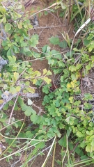 Spiraea aquilegifolia