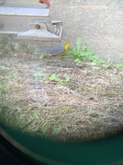 Cardellina canadensis