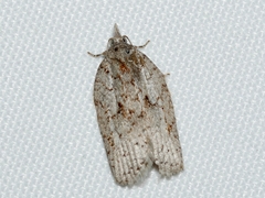 Isotenes miserana