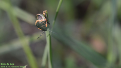 Poecilocoris lewisi