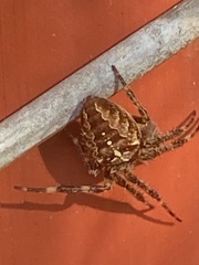 Araneus diadematus