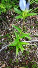 Pneumonanthe