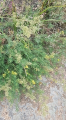 Galium verum