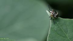 Poecilocoris lewisi