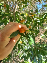 Petalostigma triloculare