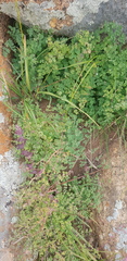 Thalictrum foetidum