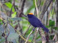 Tachyphonus delatrii