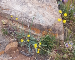 Bupleurum bicaule