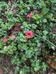 Barleria repens