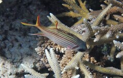 Neoniphon sammara
