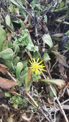 Grindelia stricta