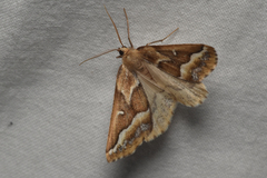 Caripeta angustiorata