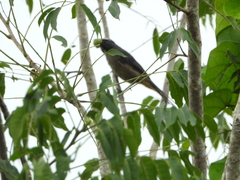 Saltator grandis