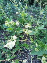 Mirabilis nyctaginea