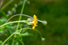 Tridax balbisioides