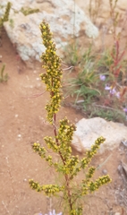 Artemisia palustris