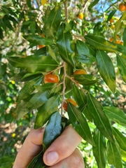 Petalostigma triloculare