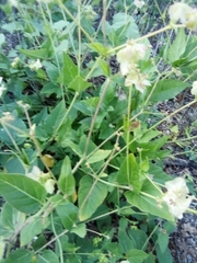 Mirabilis nyctaginea