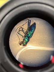 Cicindela sexguttata