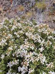 Olearia cymbifolia