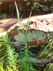 Asclepias verticillata