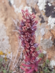Orostachys spinosa