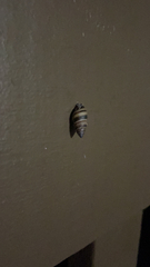 Bulimulus guadalupensis