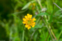 Tridax balbisioides