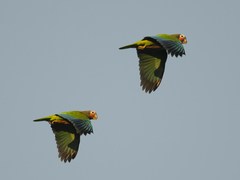 Amazona leucocephala