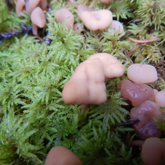 Cudonia